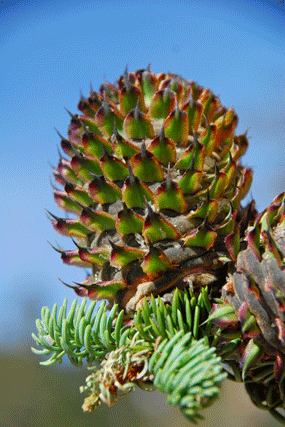 Abies magnifica shastensis