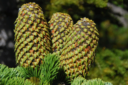 Abies magnifica shastensis