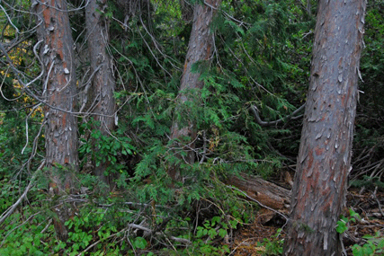 Cupressus nootkatensis