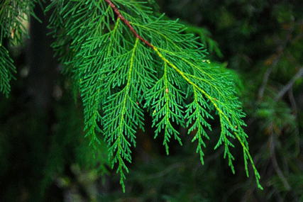 Cupressus nootkatensis