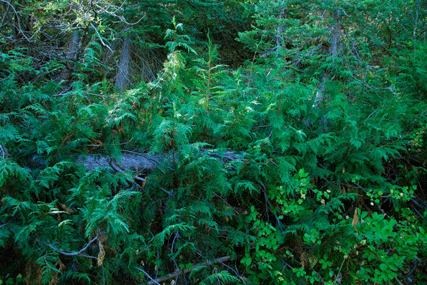Cupressus nootkatensis