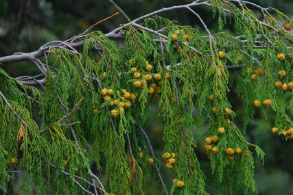 Cupressus nootkatensis