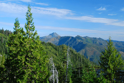Cupressus nootkatensis