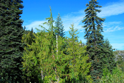Cupressus nootkatensis