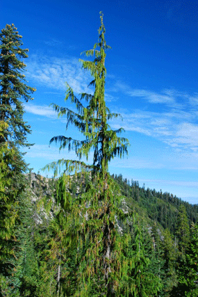 Cupressus nootkatensis