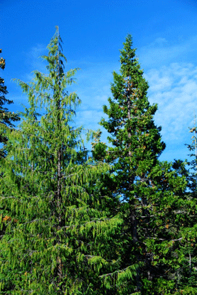 Cupressus nootkatensis