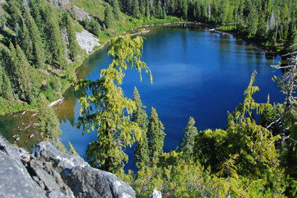 Cupressus nootkatensis