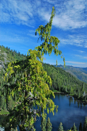 Cupressus nootkatensis