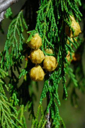 Cupressus nootkatensis