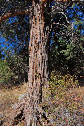 Juniperus occidentalis