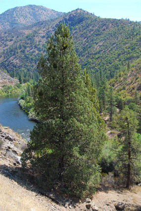 Juniperus occidentalis