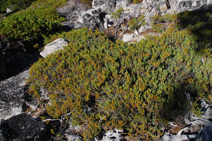 Juniperus communis saxatilis