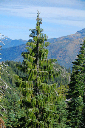 Picea breweriana