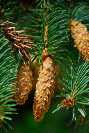 Picea engelmannii