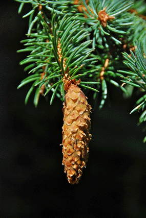 Picea engelmannii