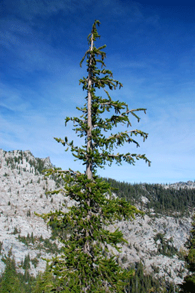 Pinus balfourianabalfouriana