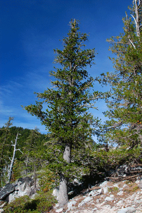 Pinus balfourianabalfouriana