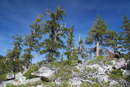 Pinus balfourianabalfouriana