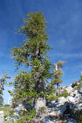 Pinus balfourianabalfouriana