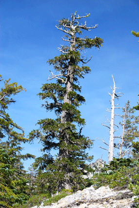 Pinus balfourianabalfouriana