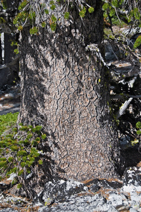 Pinus balfourianabalfouriana