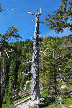 Pinus balfourianabalfouriana