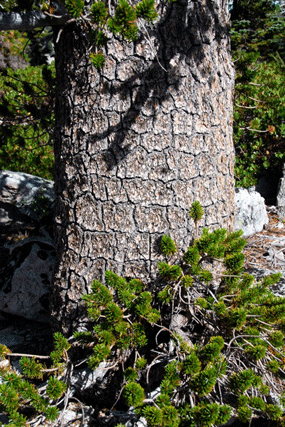 Pinus balfourianabalfouriana