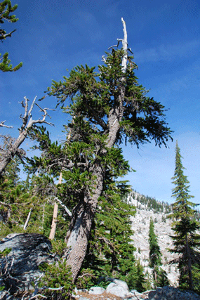 Pinus balfourianabalfouriana