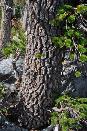Pinus balfourianabalfouriana