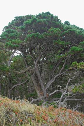 Pinus radiata