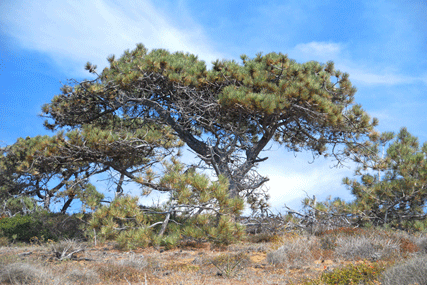 Pinus torreyana