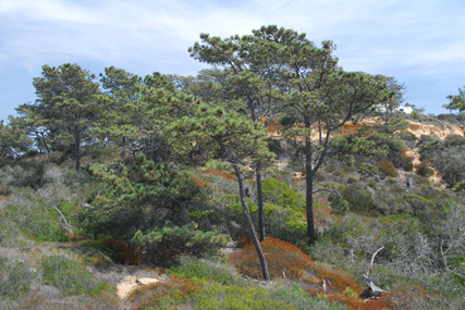 Pinus torreyana