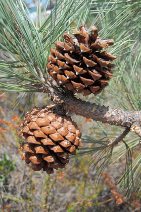 Pinus torreyana