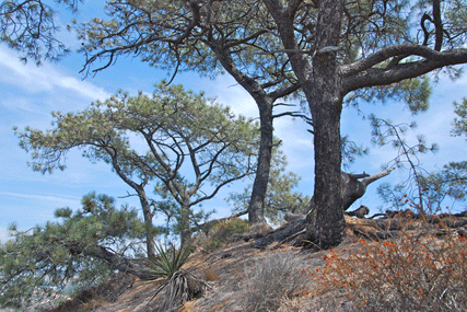 Pinus torreyana