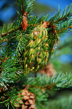 Pseudotsuga menziesii