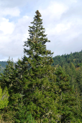 Abies grandis