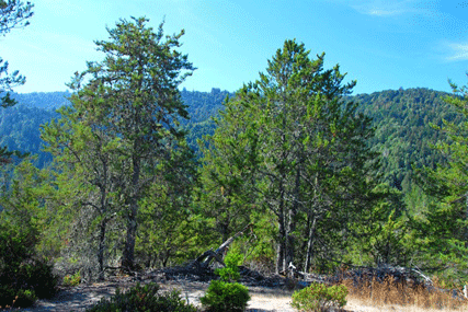 Cupressus abramsiana