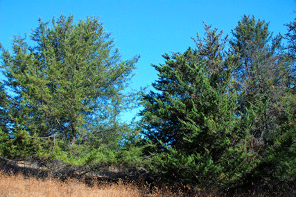 Cupressus abramsiana