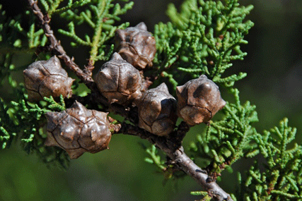 Cupressus abramsiana