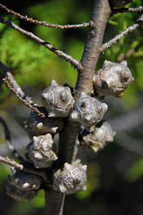 Cupressus abramsiana
