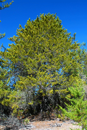 Cupressus abramsiana