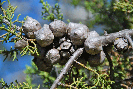 Cupressus abramsiana