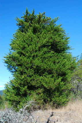Cupressus abramsiana