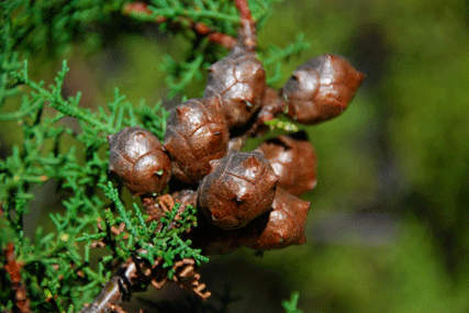 Cupressus abramsiana