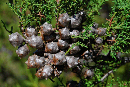 Cupressus abramsiana