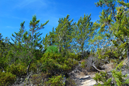 Cupressus abramsiana