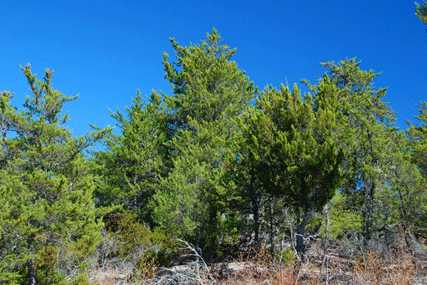 Cupressus abramsiana