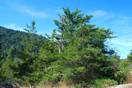 Cupressus abramsiana