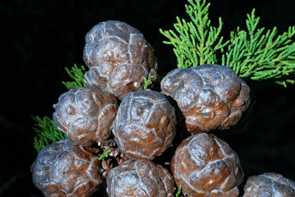 Cupressus butanoensis