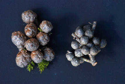 Cupressus butanoensis